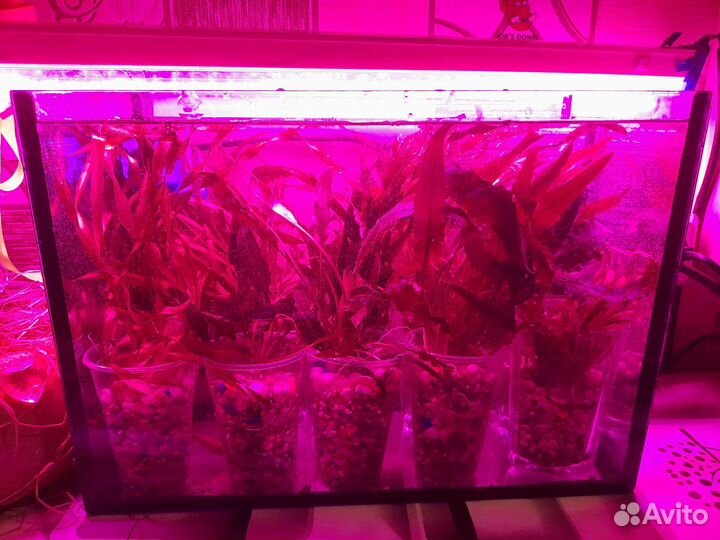 Растения для оквариума