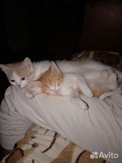 Котята в добрые руки мальчики