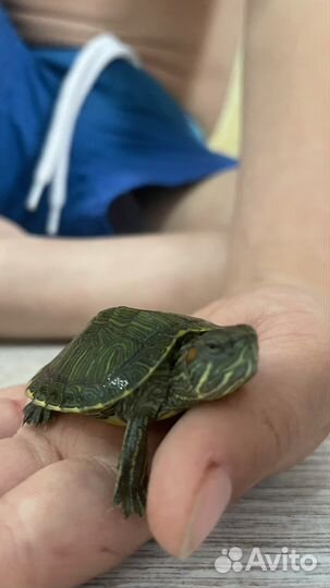 Пара красноухих черепах мальчик и девочка