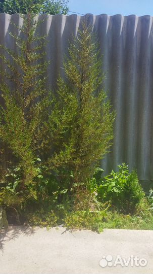 Кипарис крымский перамендальнвй