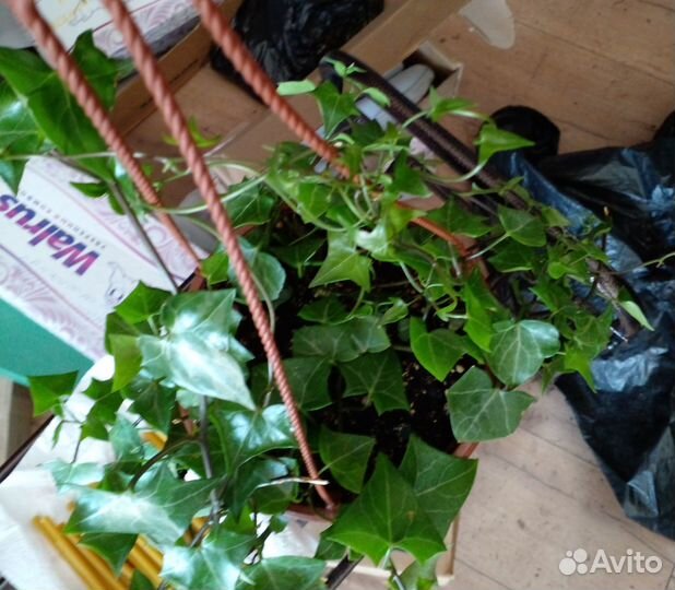 Крестовник крупноязычковый