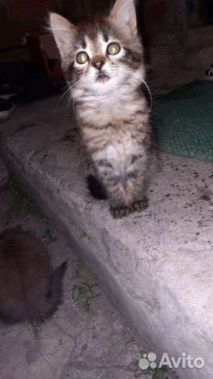 Отдам в добрые руки 3кошечки,ласковые игривые