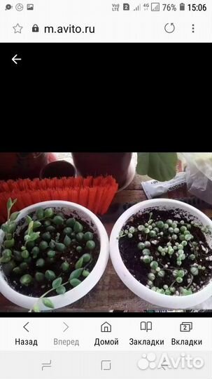 Комнатные цветы