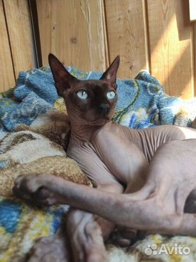 Кот на вязку Сфинкс