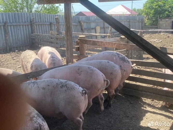 Свиньи ландрас