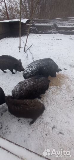 Кабан вальерный дикий