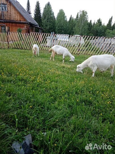 Зааненская дойная коза