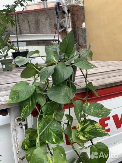 Эпипремнум (Epipremnum) / D17