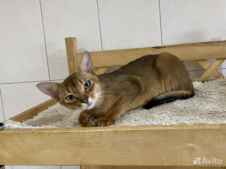 Абиссинский котик Ариан