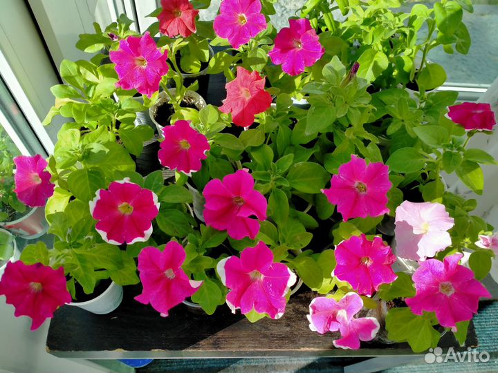 Петуния и флоксы для клумб и балкона