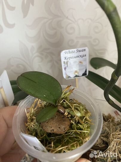 Орхидея white swan (белый лебедь/королевская)