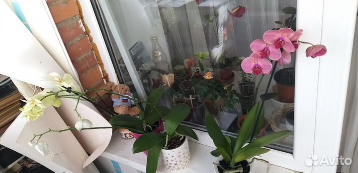 Орхидея, фаленопсис Биг лип