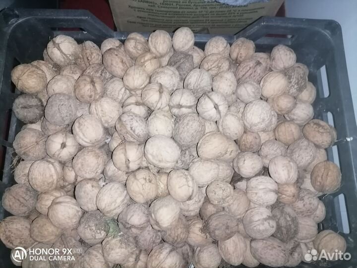 Орех грецкий