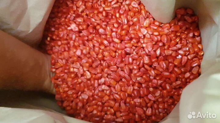 Семена Канадской кукурузы