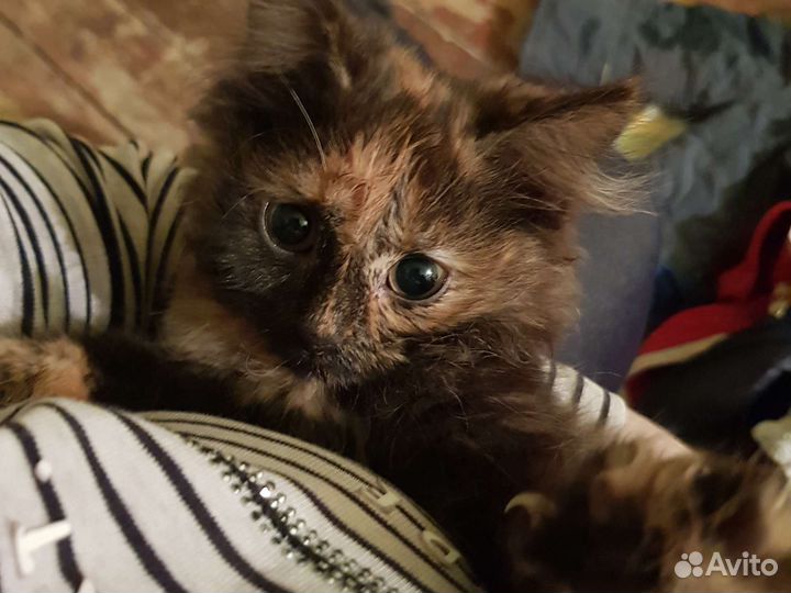 Кошка в дар