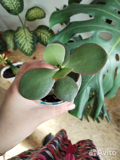 Толстянка большая