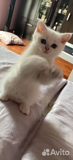 Котенок девочка шиншилла серебристая