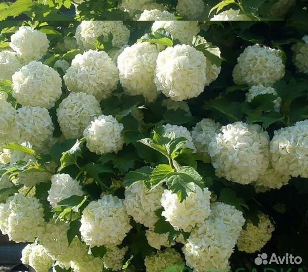 Бульдане растение