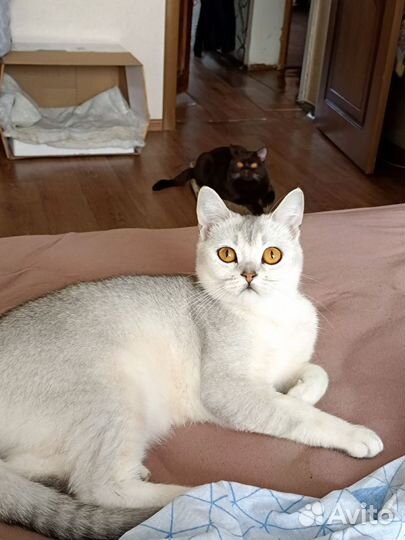 Кошка в дар