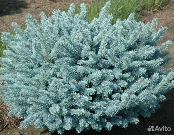 Голубая ель