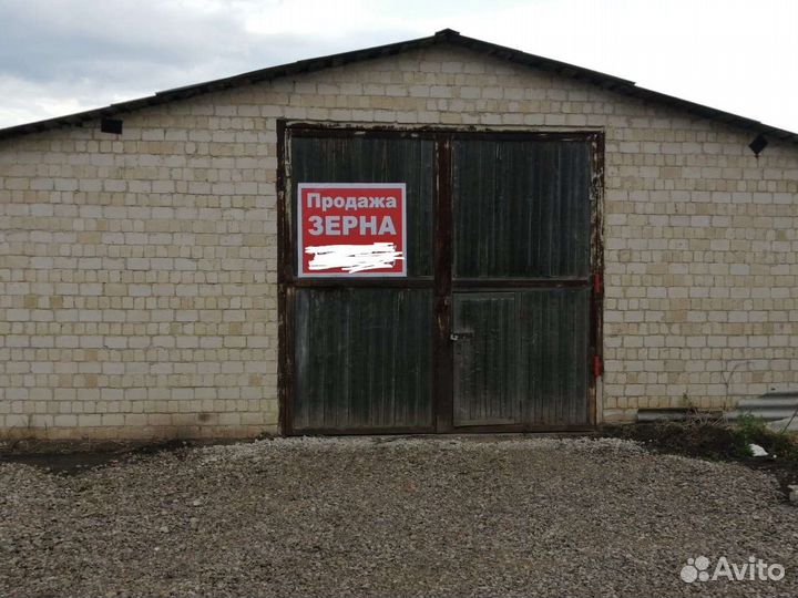 Зерно, пшеница