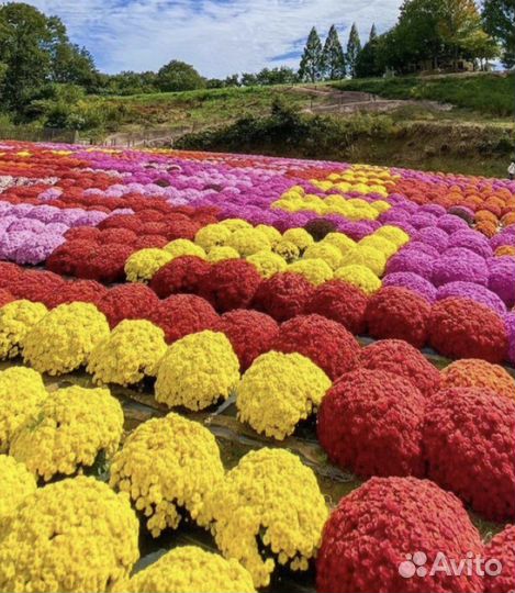 Хризантема шаровидная мультифлора