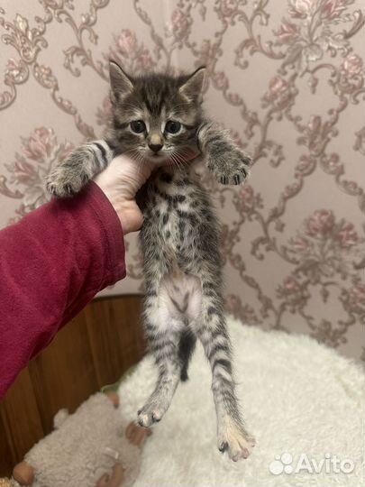 Отдам в добрые руки