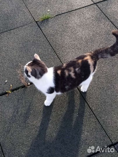 Кошечка от папы британца