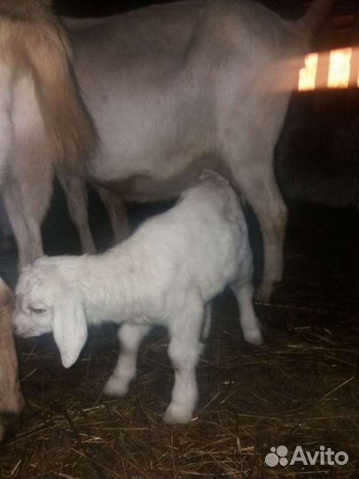 Козлята от молочных коз, ламанчи,зааненки,нубийки