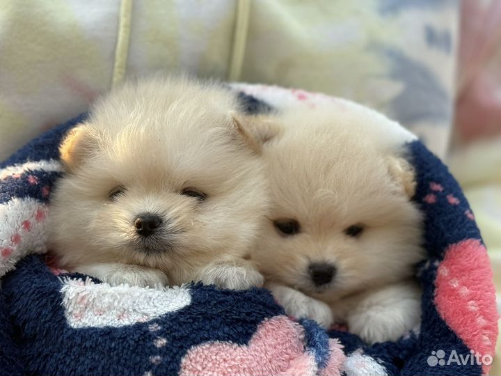 Померанский шпиц