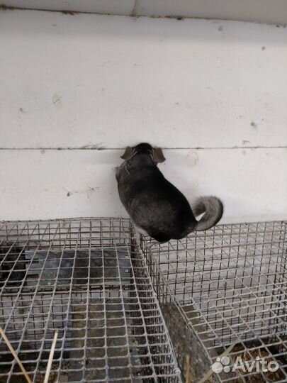 Шиншилловая ферма