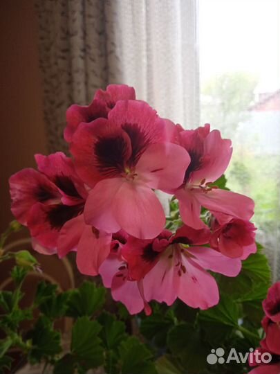 Королевские пеларгонии