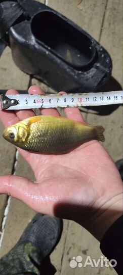 Карась живой