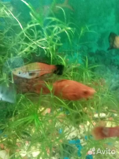 Меченосцы красные, зелёные, молинезии