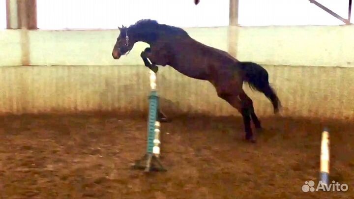 Кобыла 2018 продажа или обмен