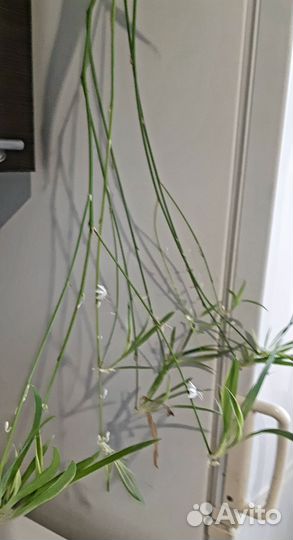 Хлорофитум лаксум