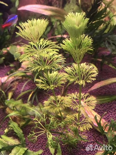 Растения в аквариум