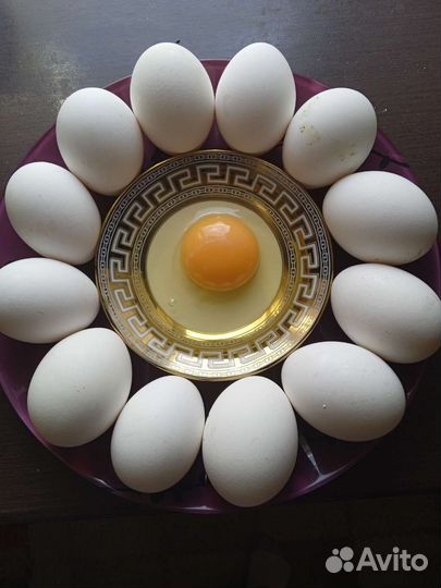 Домашние куриные яйца