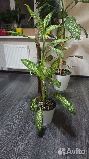 Диффенбахия