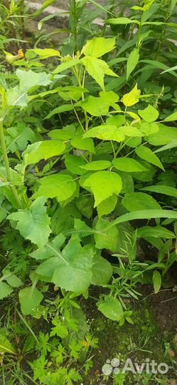 Ремонтантная малина Саженцы, Виктория