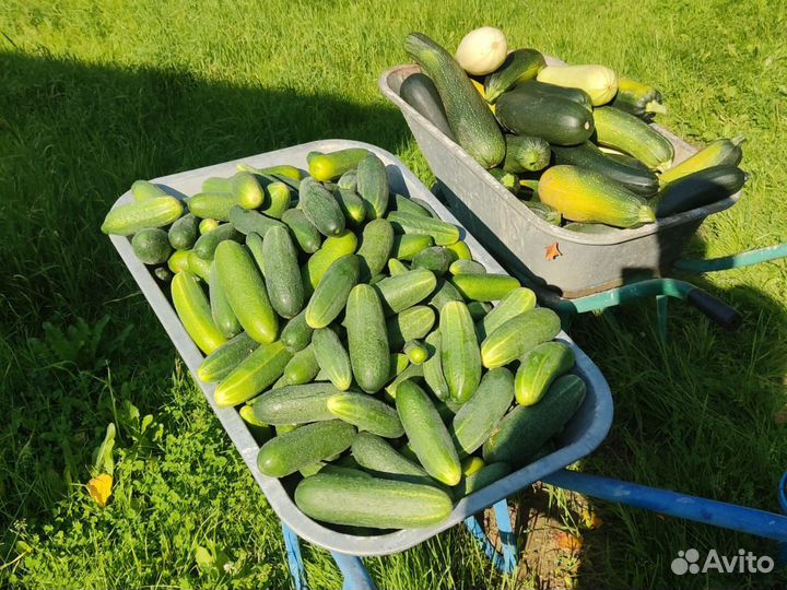 Огурцы свежие домашние