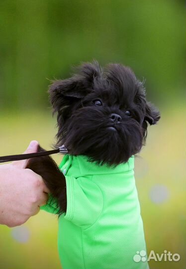 Аффенпинчер