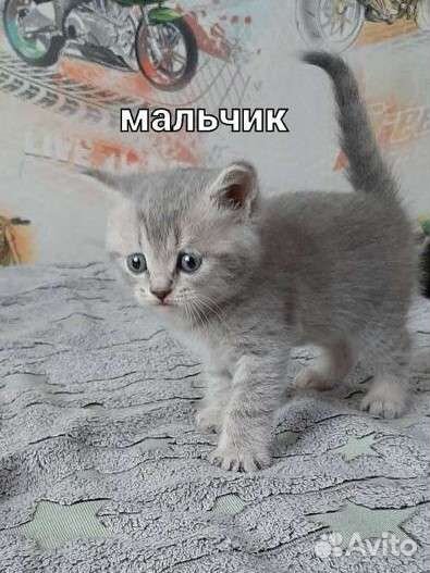 Шотландская