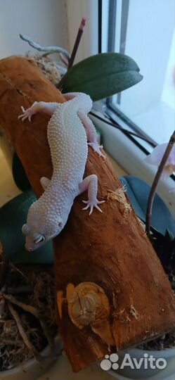 Эублефар мальчик