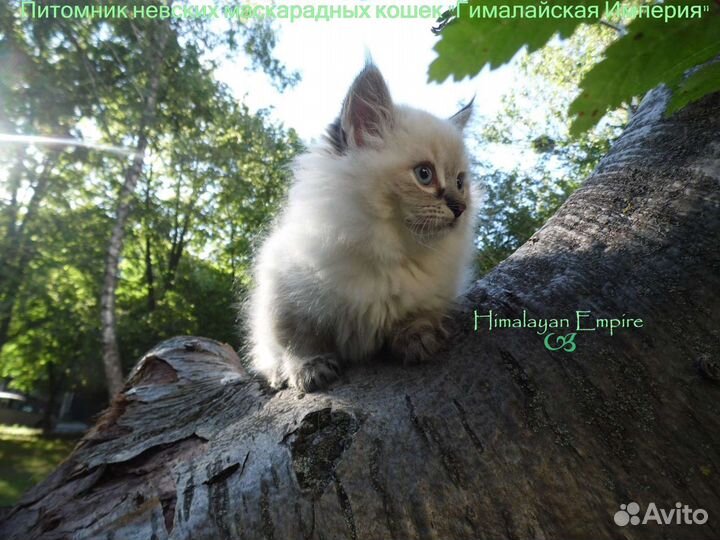 Невская маскарадная