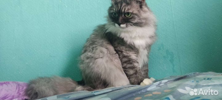 Сибирская кошка