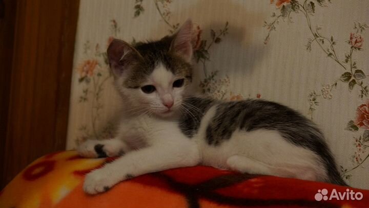 Котик с плащиком