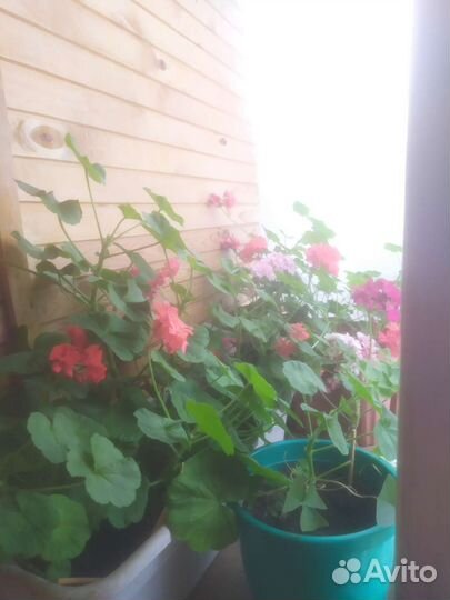 Пеларгония герань