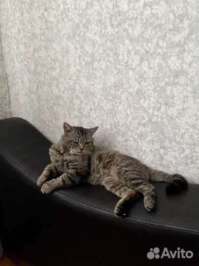 Кот в добрые руки