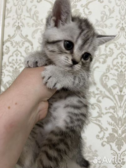 Британский котенок